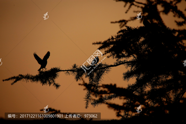 夕陽歸杉