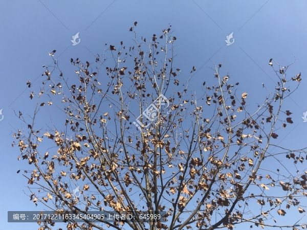 秋天的枯樹枝