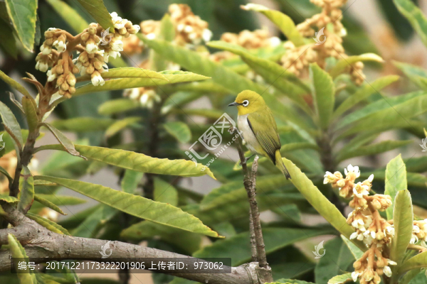 繡眼鳥,花鳥圖