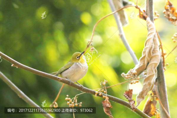 暖,繡眼鳥