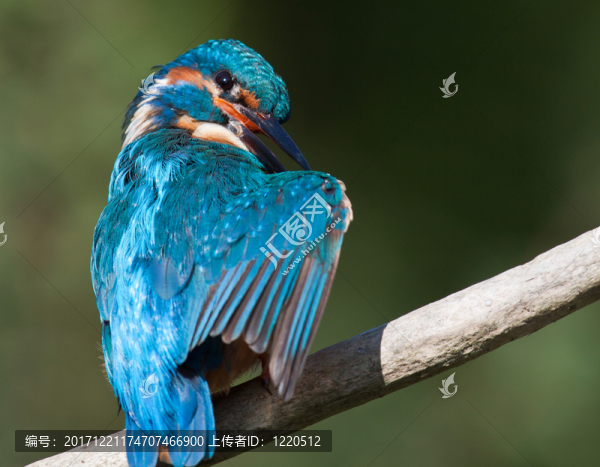 翠鳥坐在樹枝上