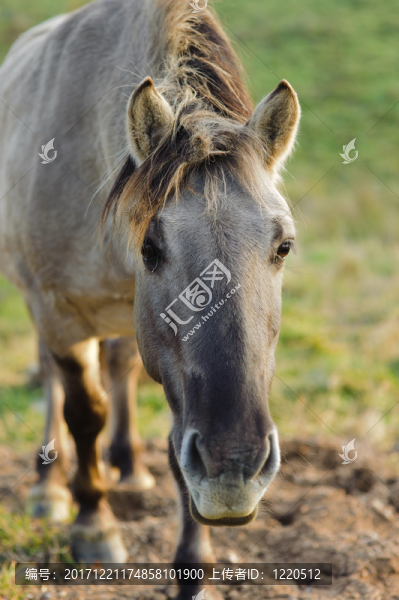 野馬