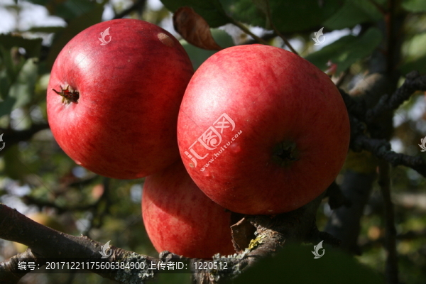 蘋(píng)果,-,蘋(píng)果-匯圖網(wǎng) www.fosd68.com 蘋(píng)果,-,蘋(píng)果