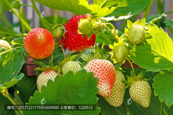 食物