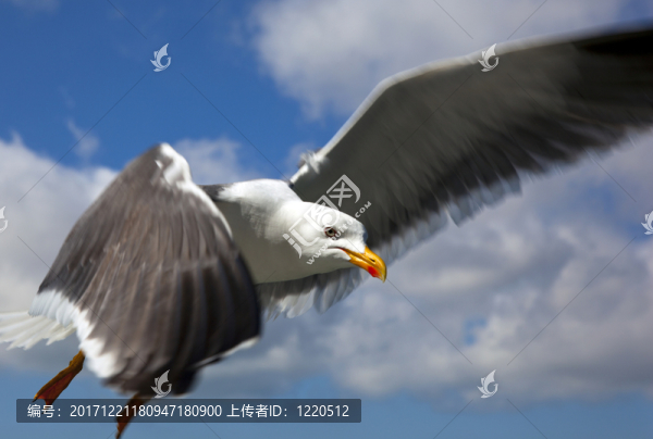 藍色