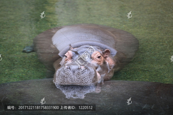在特寫鏡頭的河馬