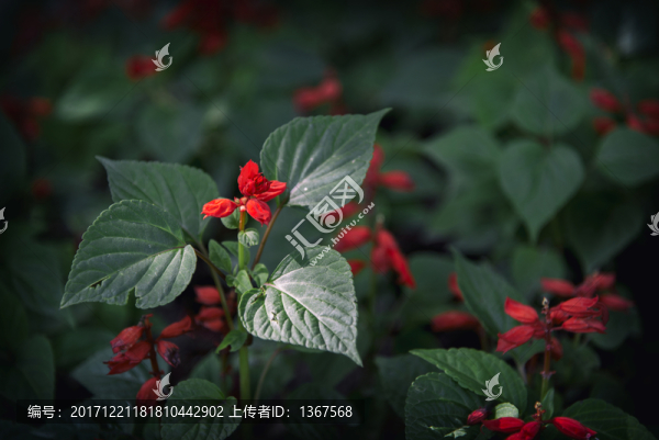 一串紅