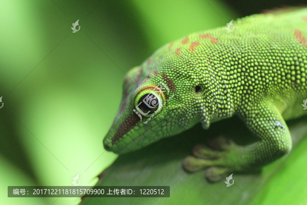 在特寫鏡頭的taggecko