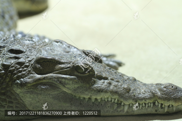 尼羅在特寫鏡頭