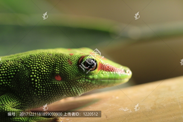 在特寫(xiě)鏡頭的taggecko