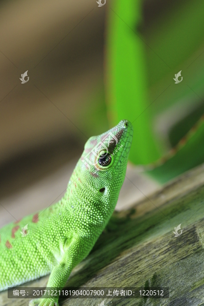在特寫鏡頭的taggecko