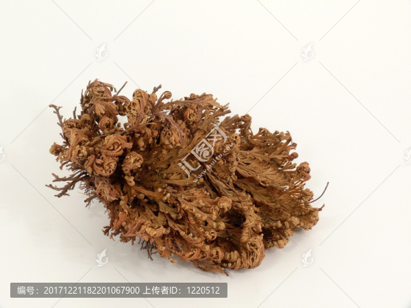 杰里科的玫瑰