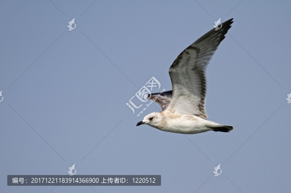 咸水