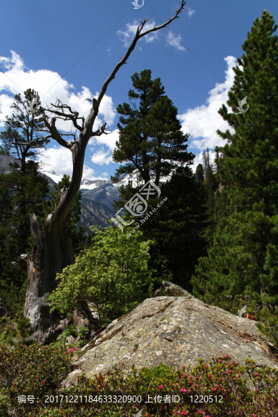 山