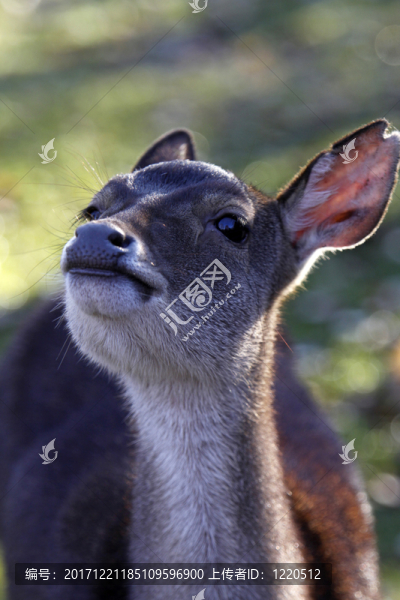 javan,rusa