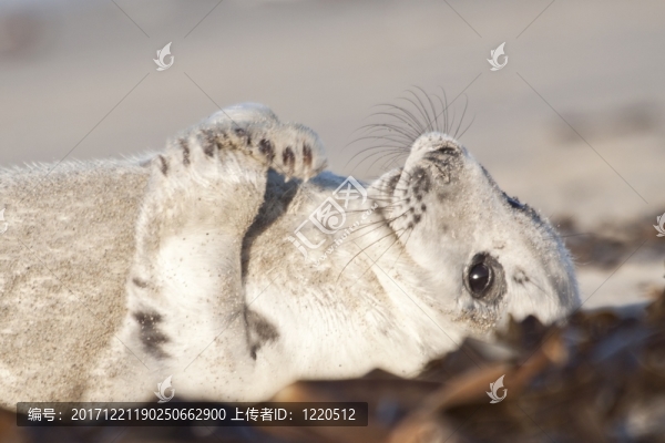 動物