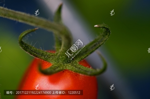 葡萄藤上的梅花西紅柿生長