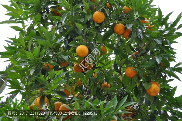 橘子樹