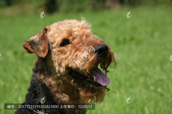 大狗梗