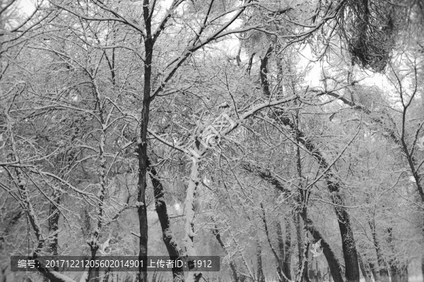 冬雪