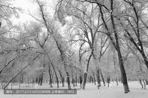 雪景