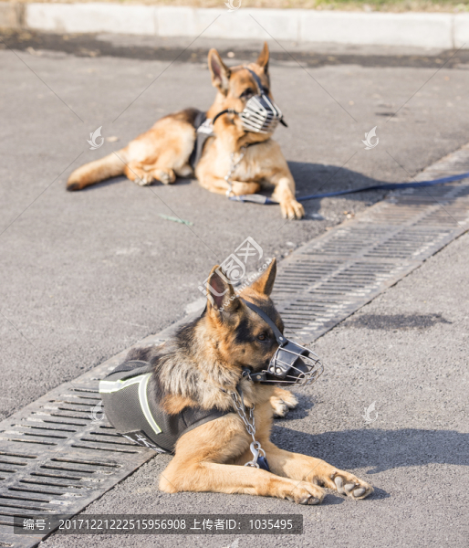 警犬
