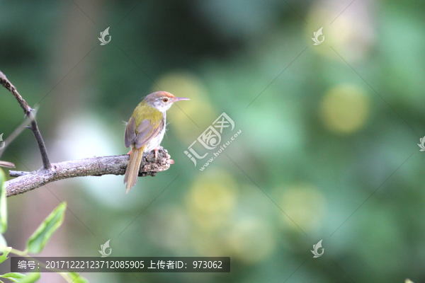 守望春光