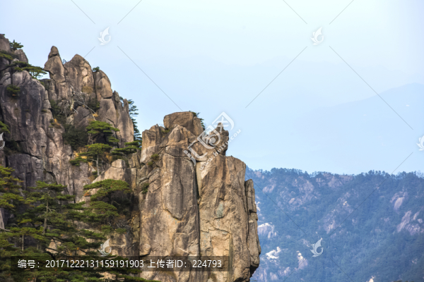 黃山松石圖