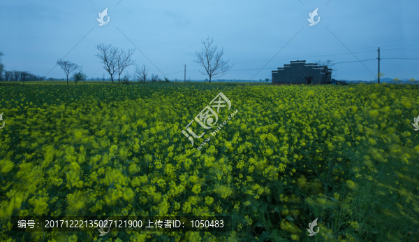 油菜花