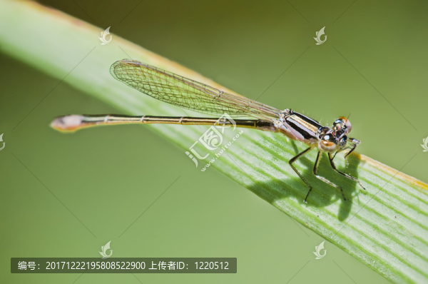 緊密的