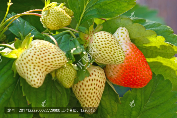 食物