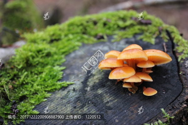 在樹樁上的金針菇