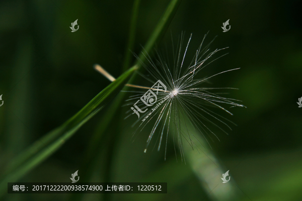 吹球