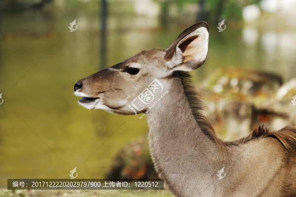 動(dòng)物