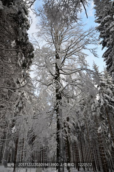 冬天在山上的雪