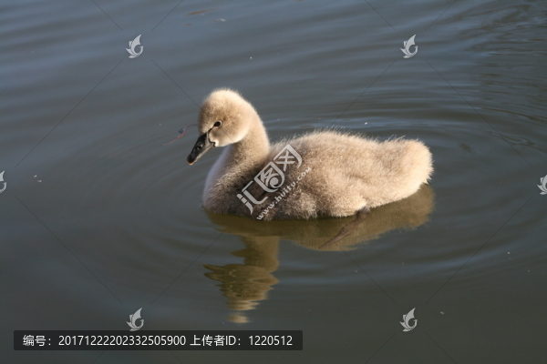 天鵝在鏡像