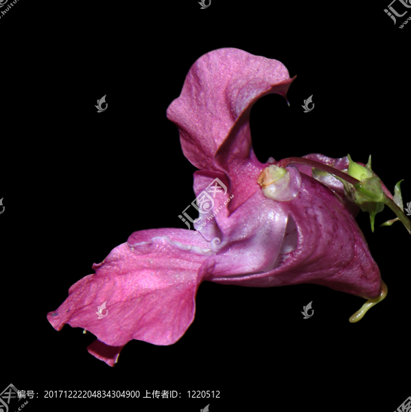 喜馬拉雅香脂，鳳仙花，印度香脂