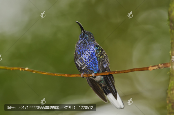 藍(lán)色