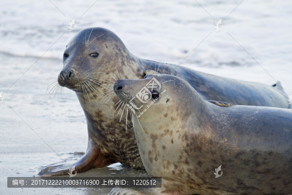 水