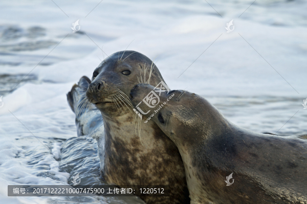 灰色的海豹