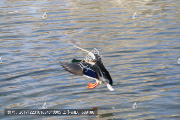 野鴨