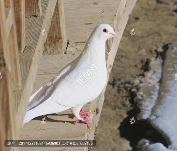 鴿子