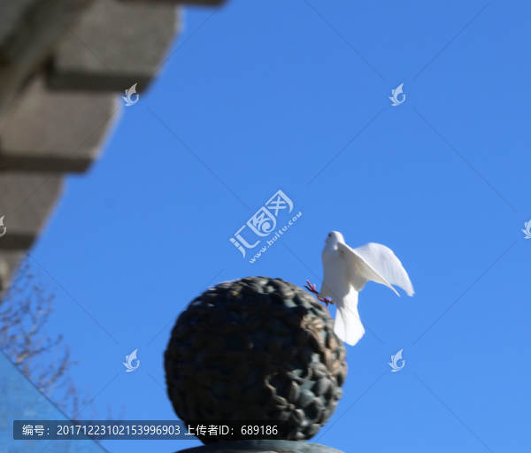 鴿子