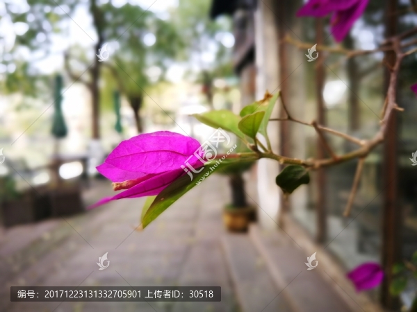 蘆席匯