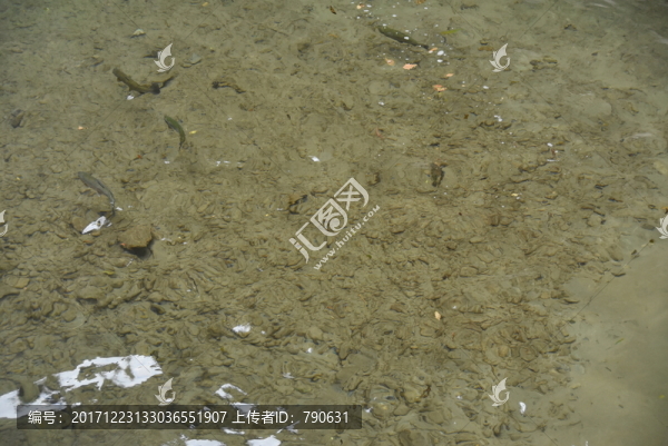 清澈河流中的魚(yú)