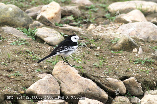 白鹡鸰,標(biāo)準(zhǔn)照