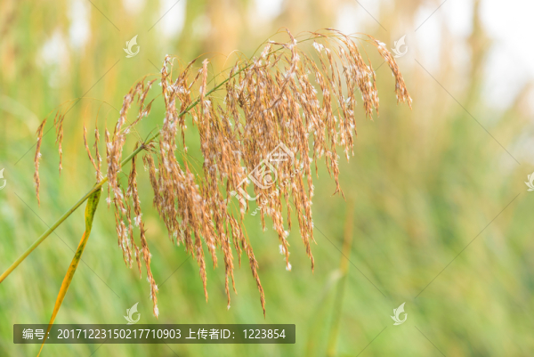 花謝了的蘆葦