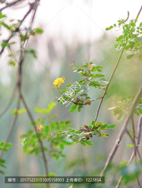 逆光黃花槐背景