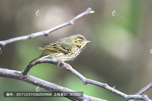 樹(shù)鷚,標(biāo)準(zhǔn)照