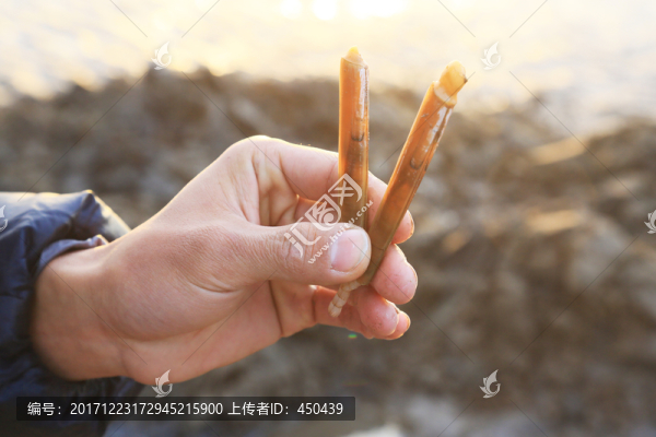 蟶子